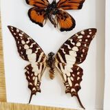 Frame 9 butterflies naturalized Congo 1984