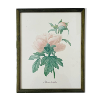 Vintage botanical poster framing