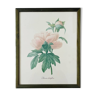 Vintage botanical poster framing