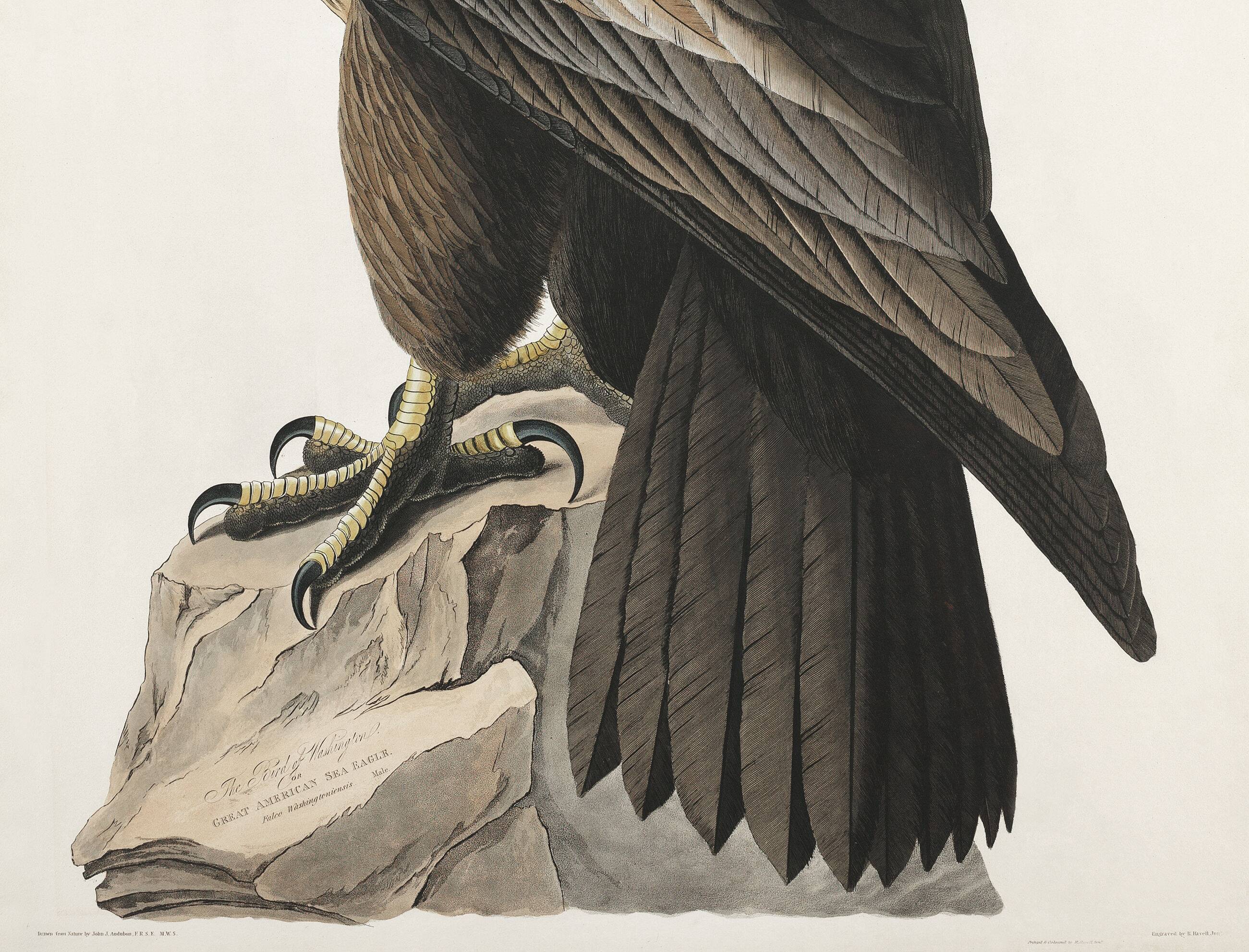 Poster about the Golden Eagle, based on an old engraving from 1827.