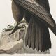 Poster about the Golden Eagle, based on an old engraving from 1827.