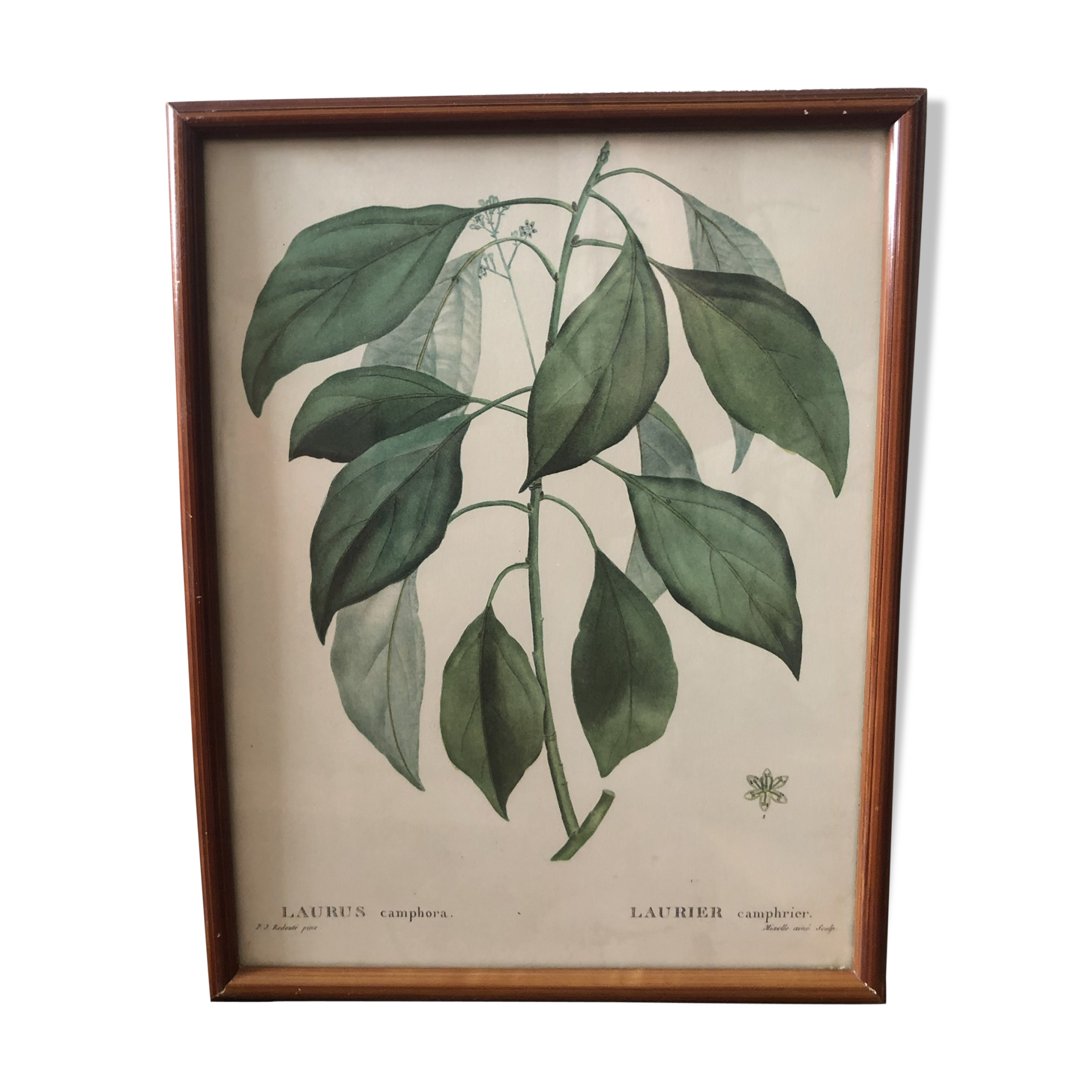 Botanical Board Laurier Camphrier framed lithograph PJ Dreadté
