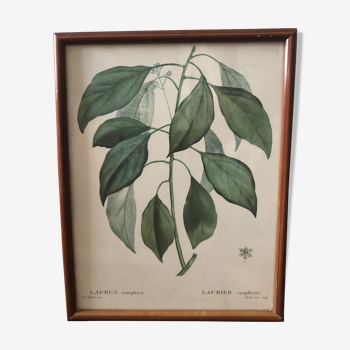 Botanical Board Laurier Camphrier framed lithograph PJ Dreadté