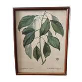 Botanical Board Laurier Camphrier framed lithograph PJ Dreadté