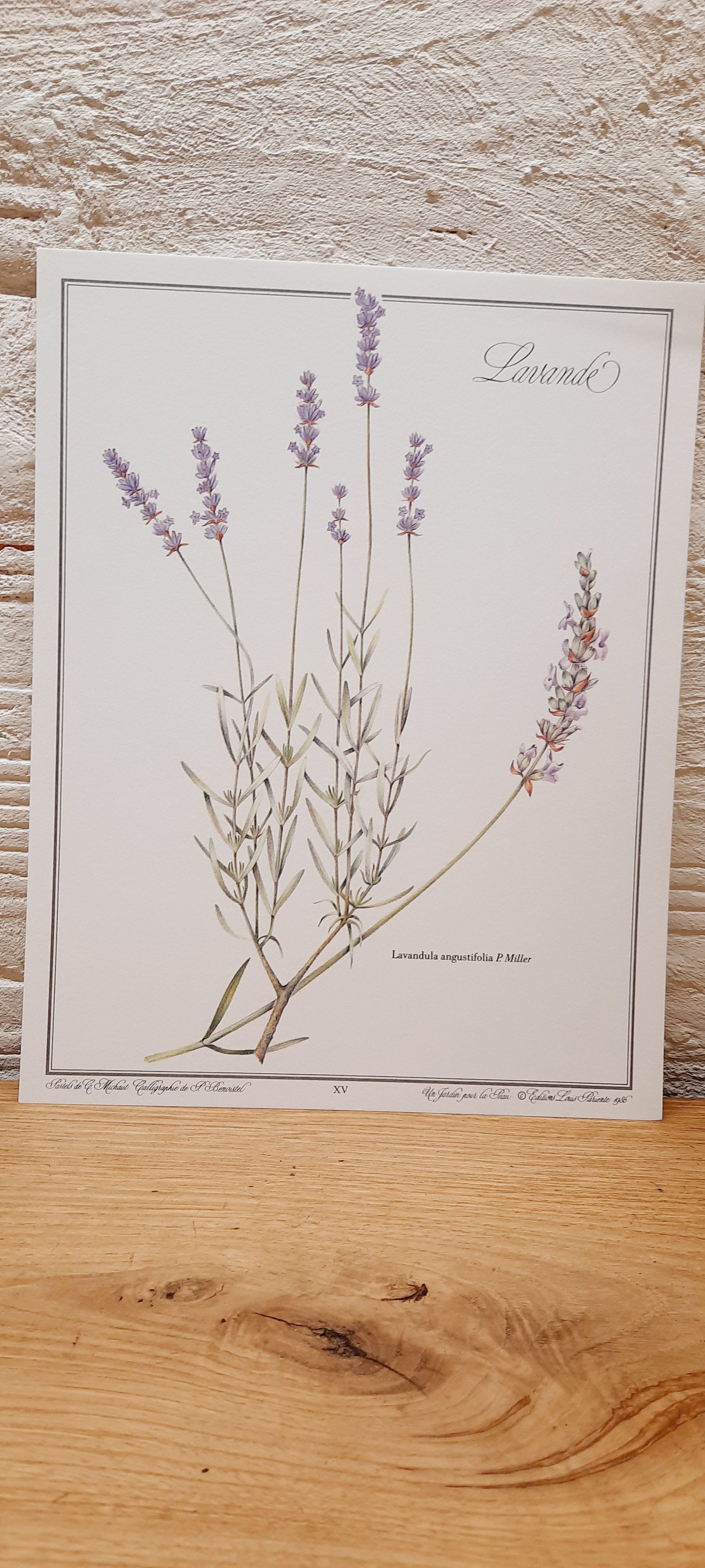 Lavender botanical board