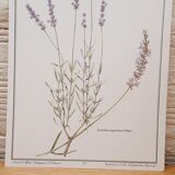Lavender botanical board