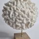 Ancient white labyrinthiform coral on pedestal