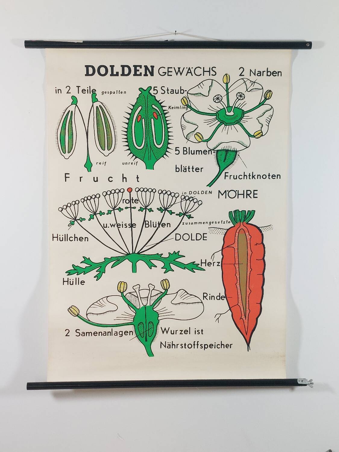 Vintage educational wall hanging roll chart biology plants