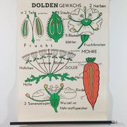 Affiche murale éducative vintage sur la biologie des plantes