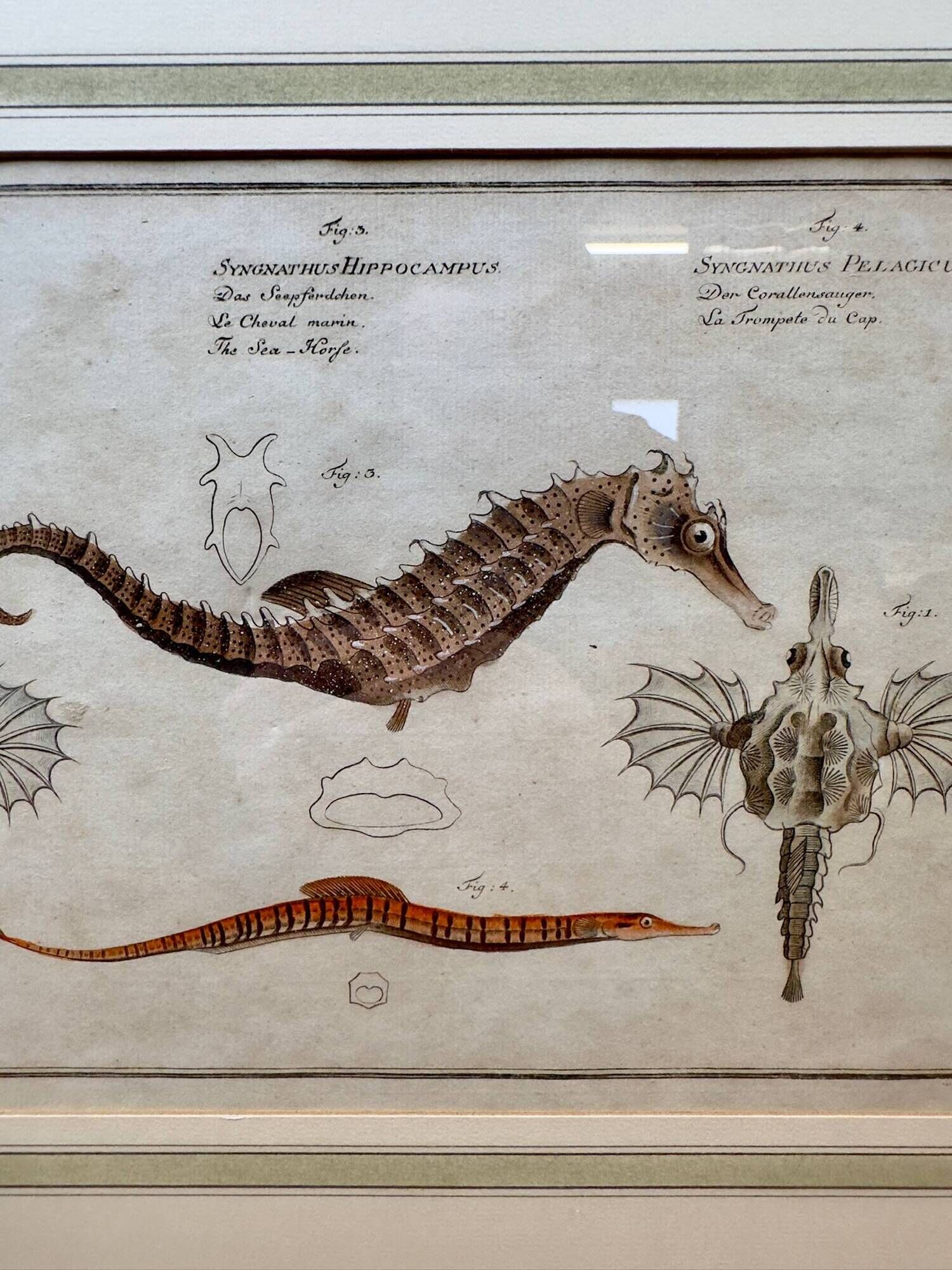 Old engraving of a seahorse and fish – Ludwig Schmidt (19th century)