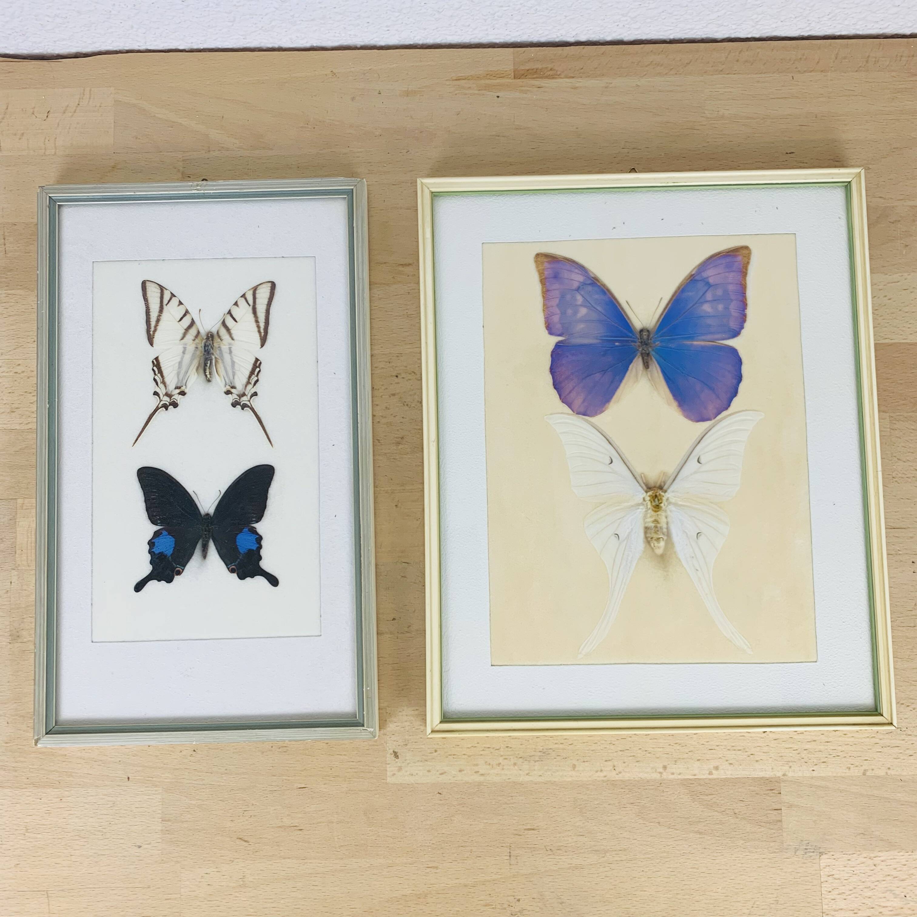 2 vintage naturalized butterfly frames