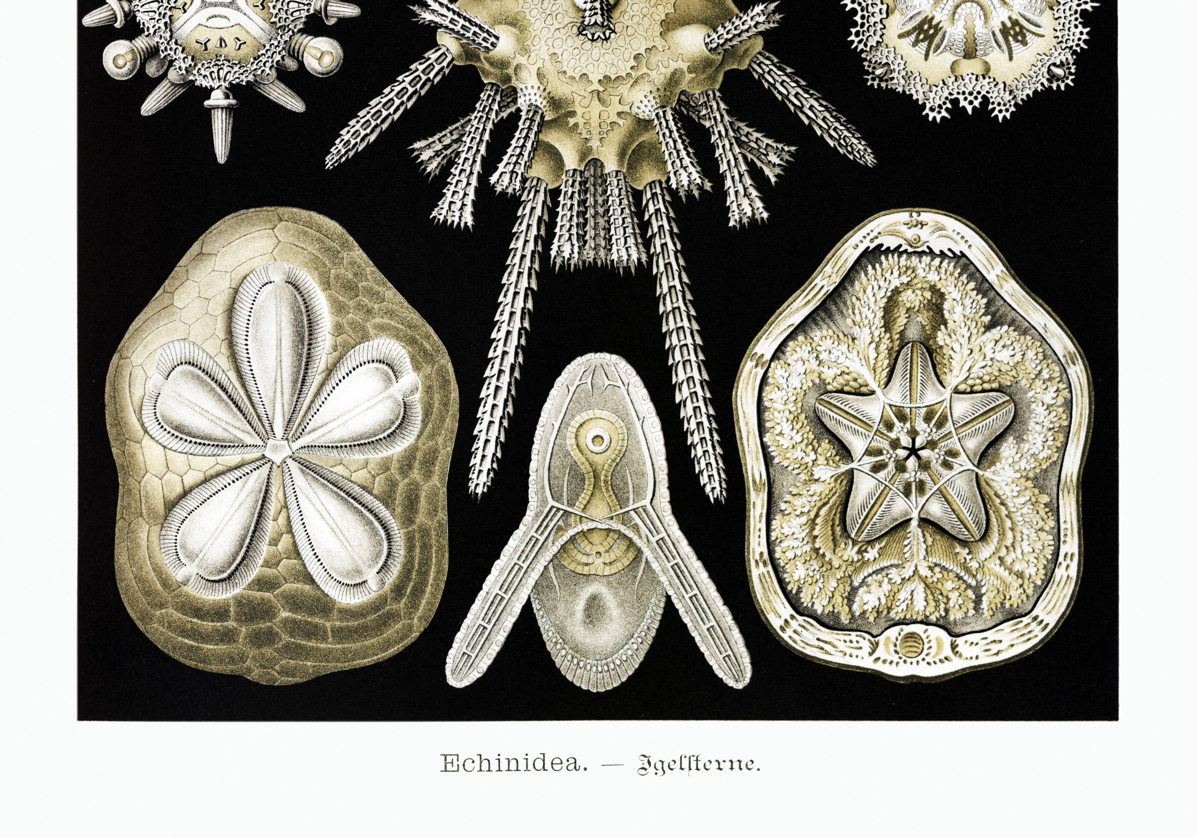 Poster about sea urchins, based on an old lithograph from 1904.