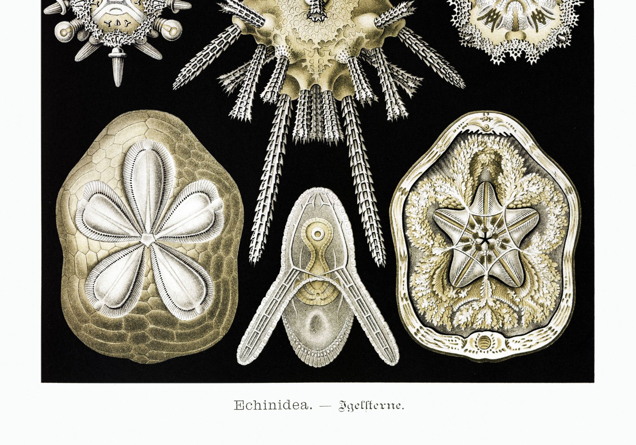 Poster about sea urchins, based on an old lithograph from 1904.