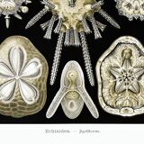 Poster about sea urchins, based on an old lithograph from 1904.