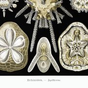 Poster about sea urchins, based on an old lithograph from 1904.