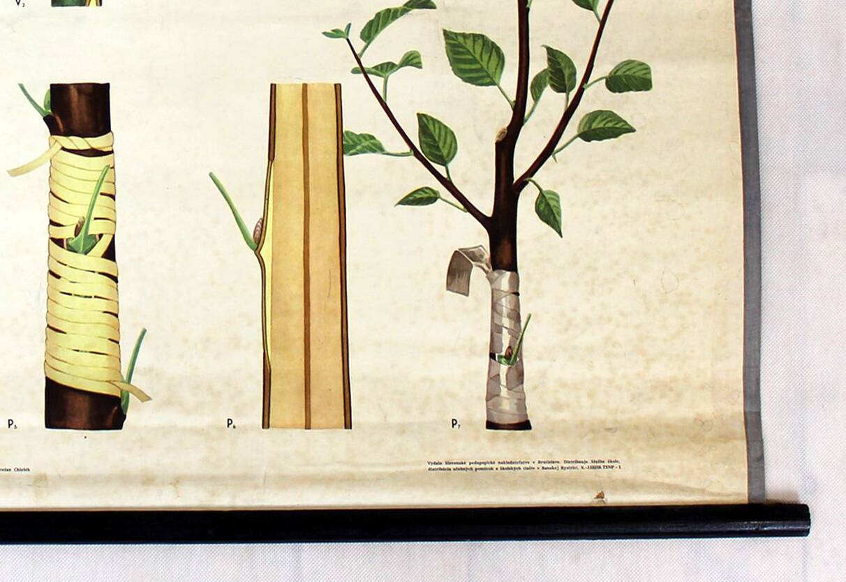 Vintage School Botanical Posters, 1950s, Set of 3