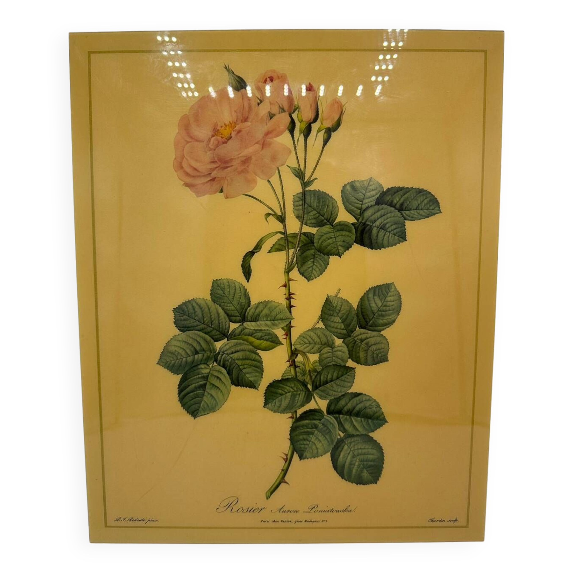 Vintage pink lithograph