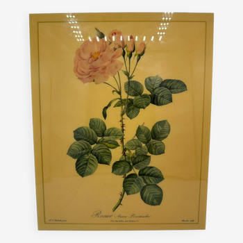 Vintage rose lithograph