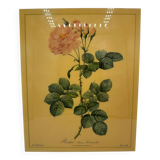 Lithographie rose vintag e