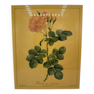 Vintage rose lithograph