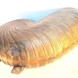 Champagne bucket shell shape Nautilus Giovanni Patrini brass Width 23.3 cm