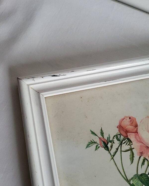 PJ Redouté - illustration botanique - Rosier à cent feuilles, Imp de R