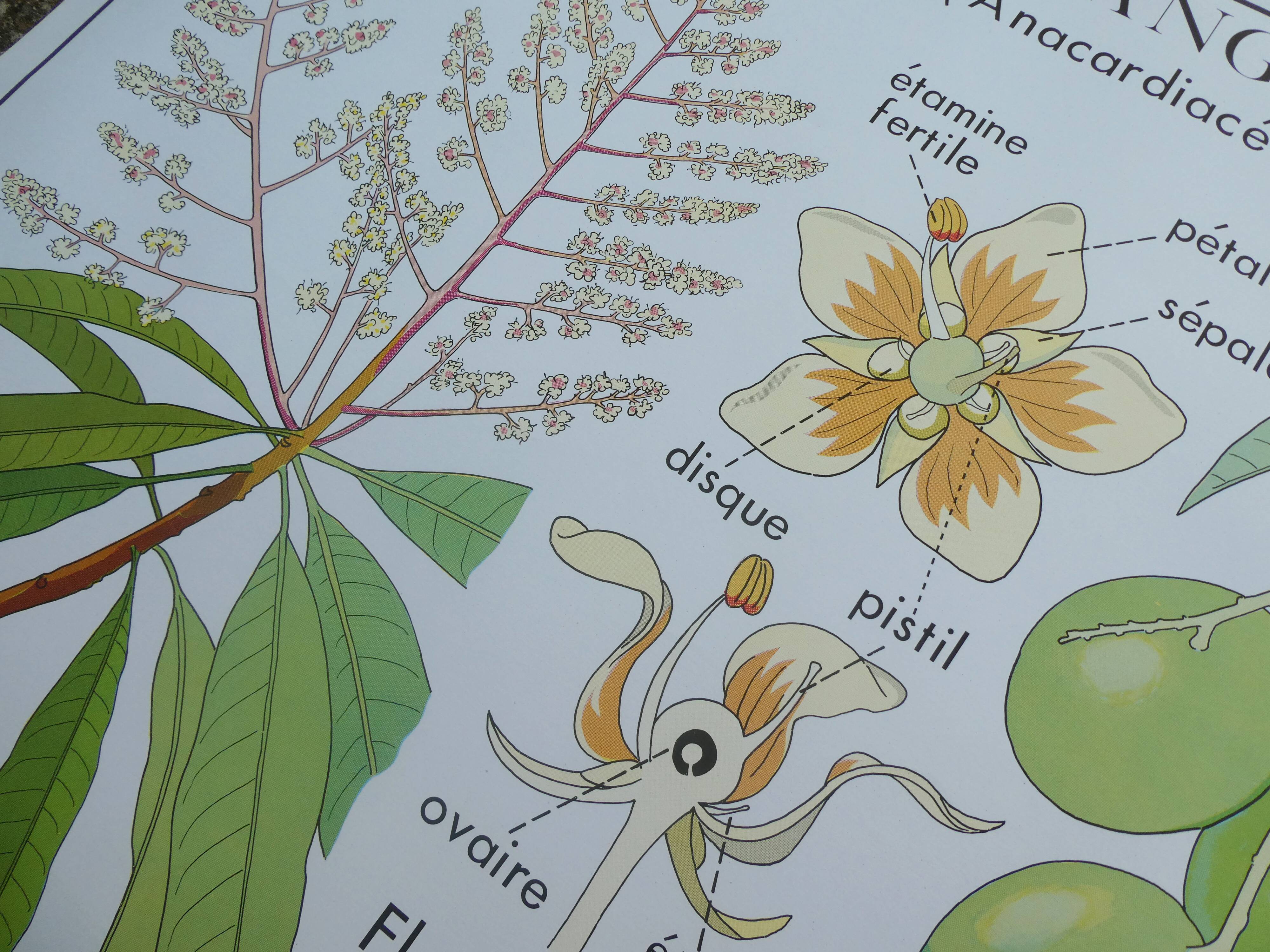 Rossignol educational poster "The cotton and the mango tree" vintage.
