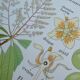 Rossignol educational poster "The cotton and the mango tree" vintage.