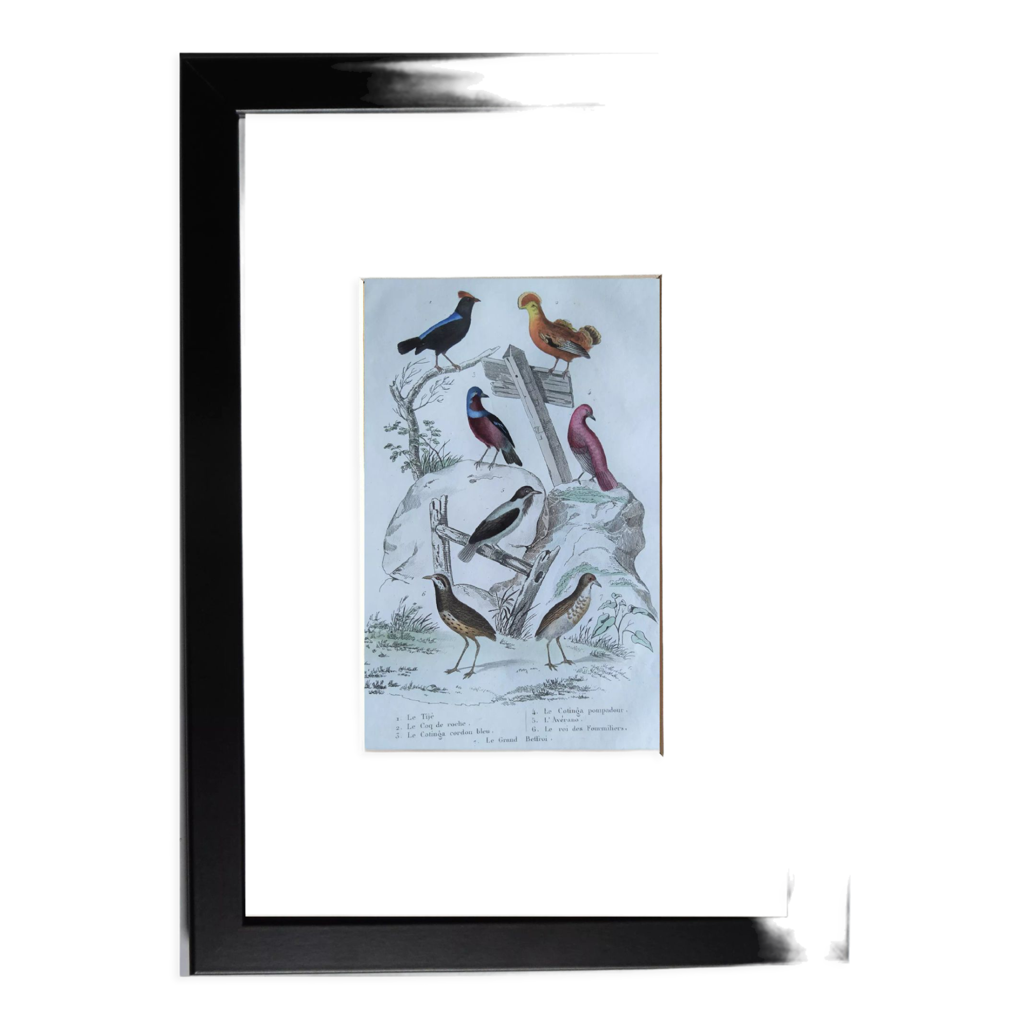 6 original ornithological plates "Buffon 1837"