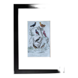 6 original ornithological plates "Buffon 1837"