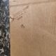 Oil on still life carton by Contesso