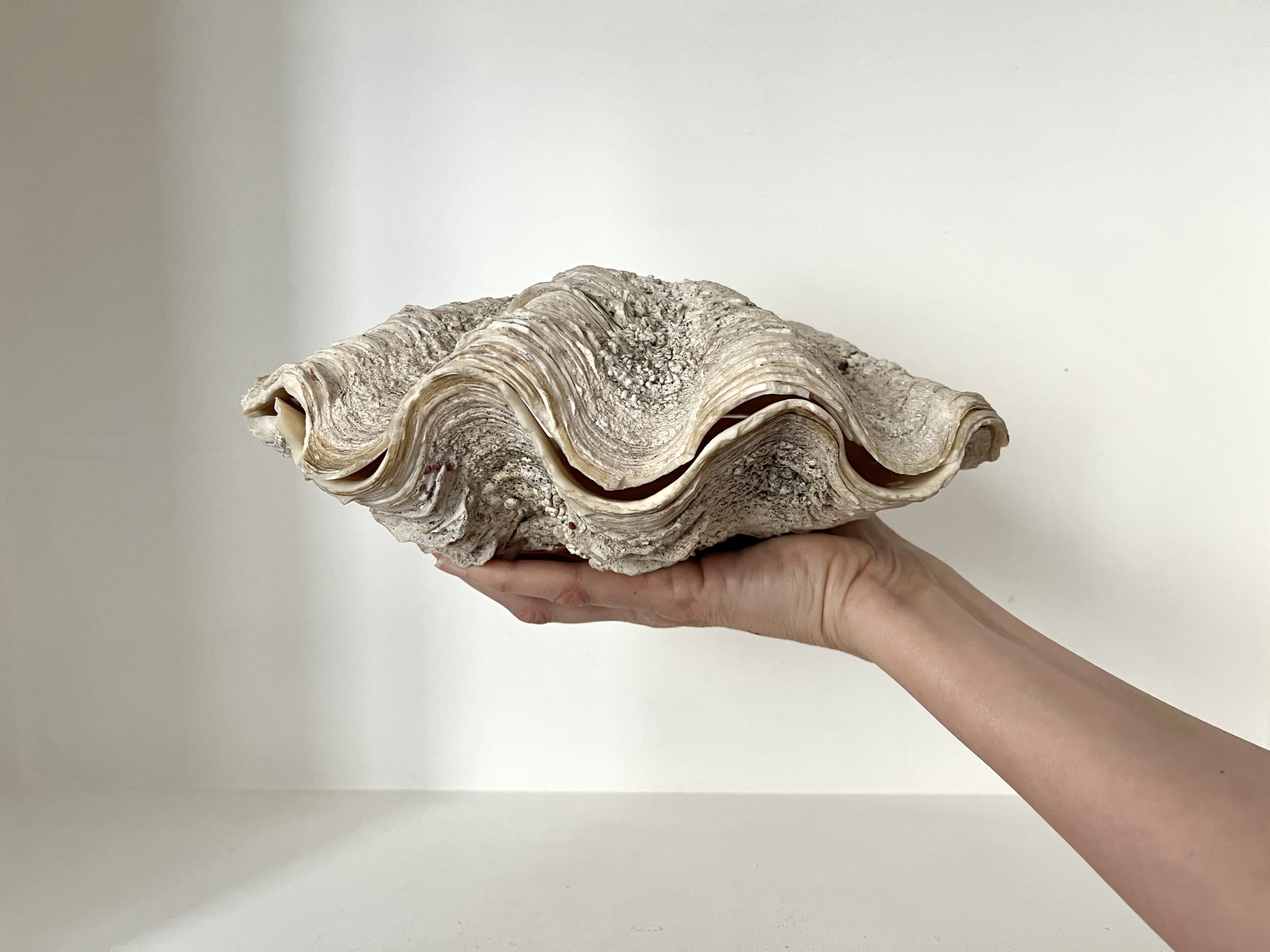 Authentic vintage giant bivalve shell, tridacna gigas shell.