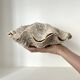 Authentic vintage giant bivalve shell, tridacna gigas shell.