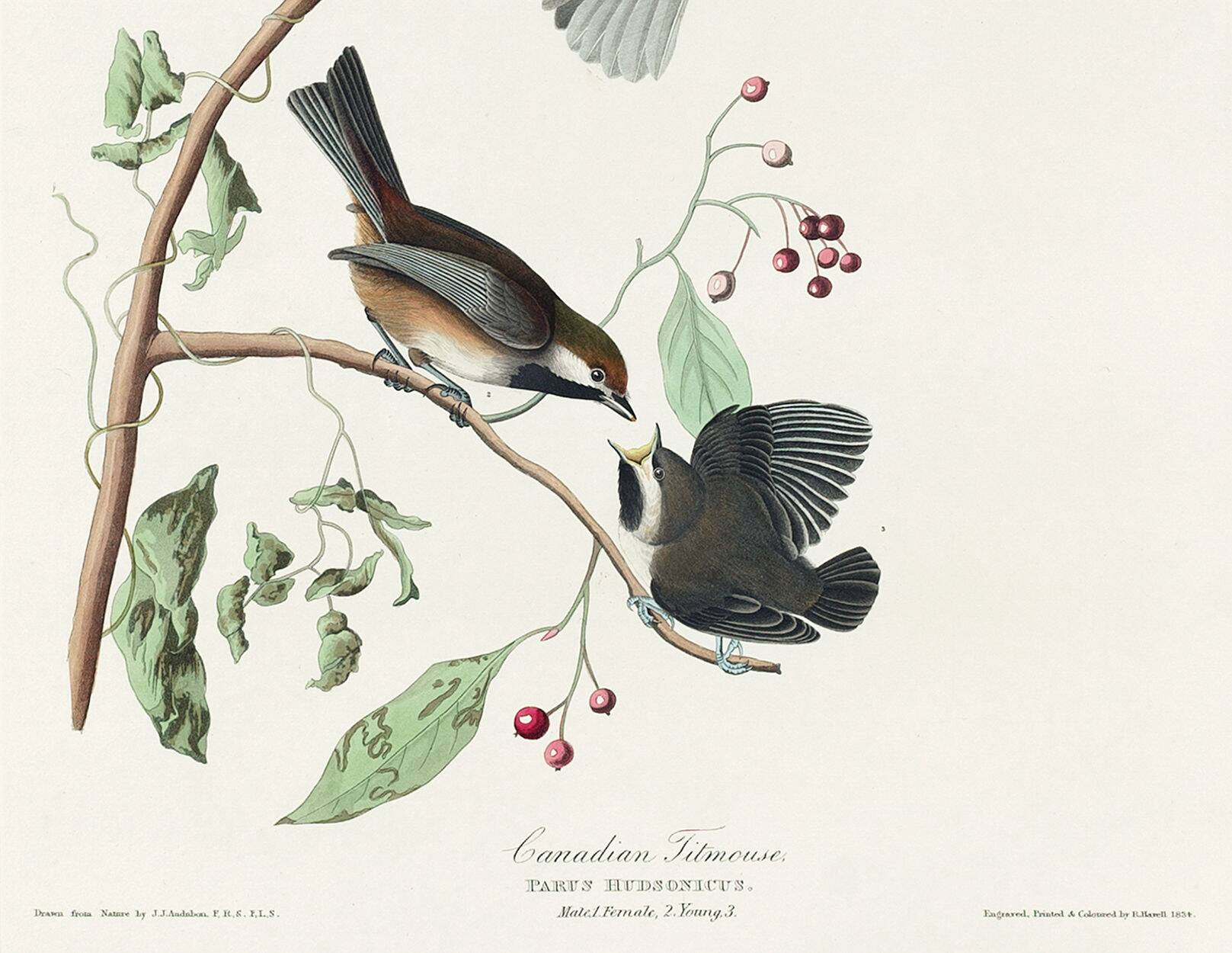 Poster about the Canada Chickadee, based on an old engraving from 1827.