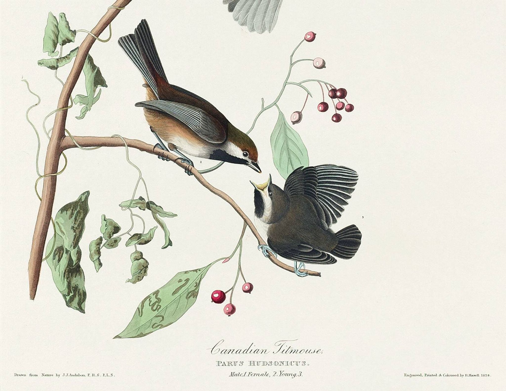 Affiche sur la Mésange du Canada, d’après une gravure ancienne de 1827.