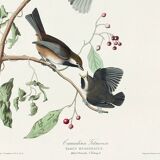 Poster about the Canada Chickadee, based on an old engraving from 1827.