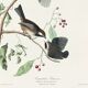 Poster about the Canada Chickadee, based on an old engraving from 1827.