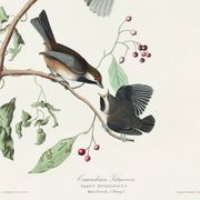 Affiche sur la Mésange du Canada, d’après une gravure ancienne de 1827.