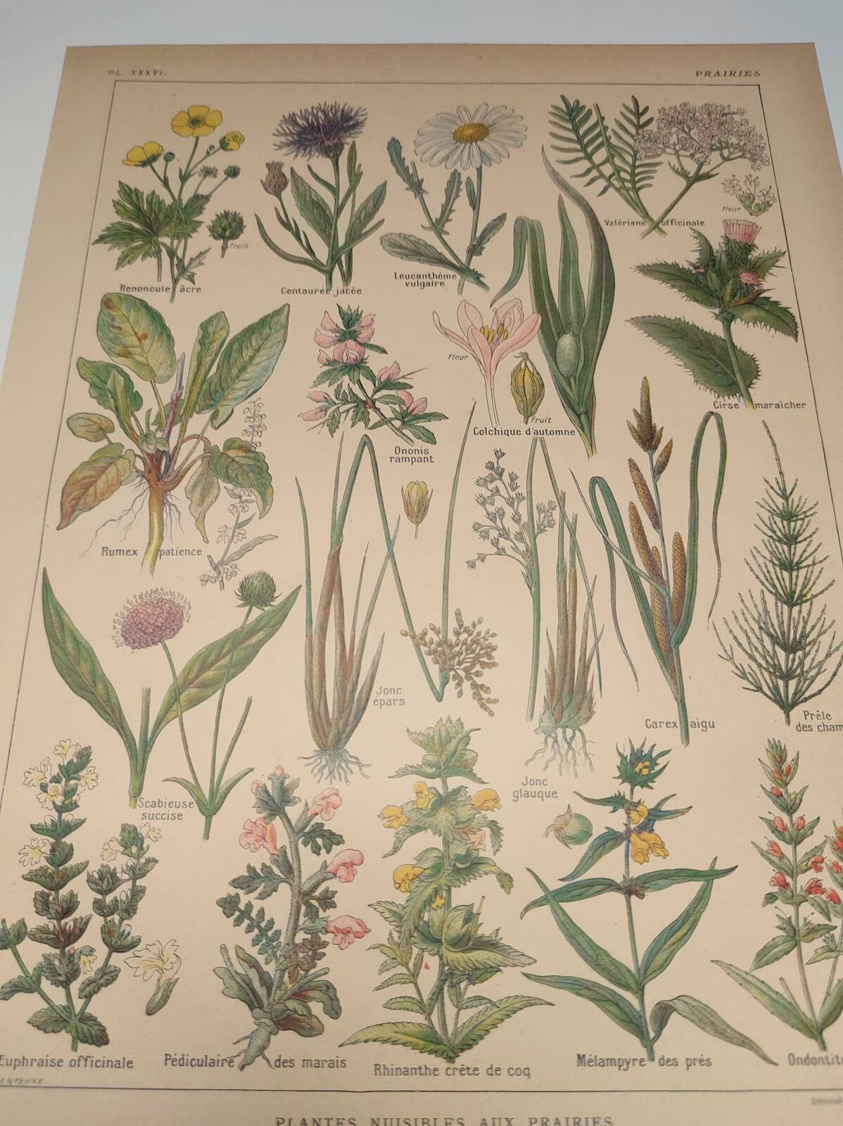 Gravure Originale de 1922 🌿 Flore de Prairie 🌿 Planche ancienne botanique de J.M Dessertene