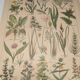 Gravure Originale de 1922 🌿 Flore de Prairie 🌿 Planche ancienne botanique de J.M Dessertene