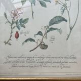 Tisane botanical plank against the flu