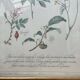 Planche botanique Tisane contre la grippe