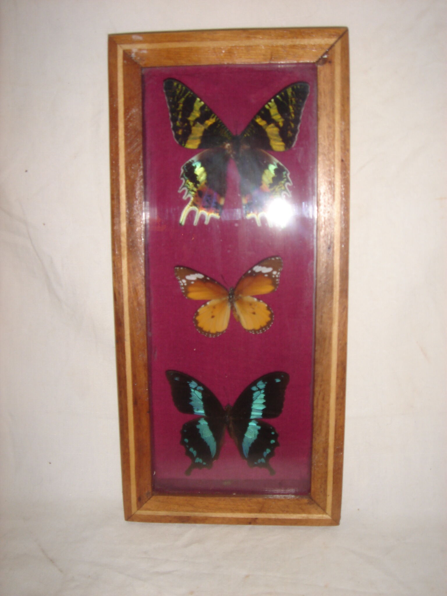 3 butterflies naturalized Madagascar under frame wood & glass