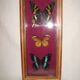 3 butterflies naturalized Madagascar under frame wood & glass