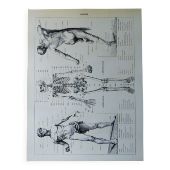 Lithographie originale sur l'Homme