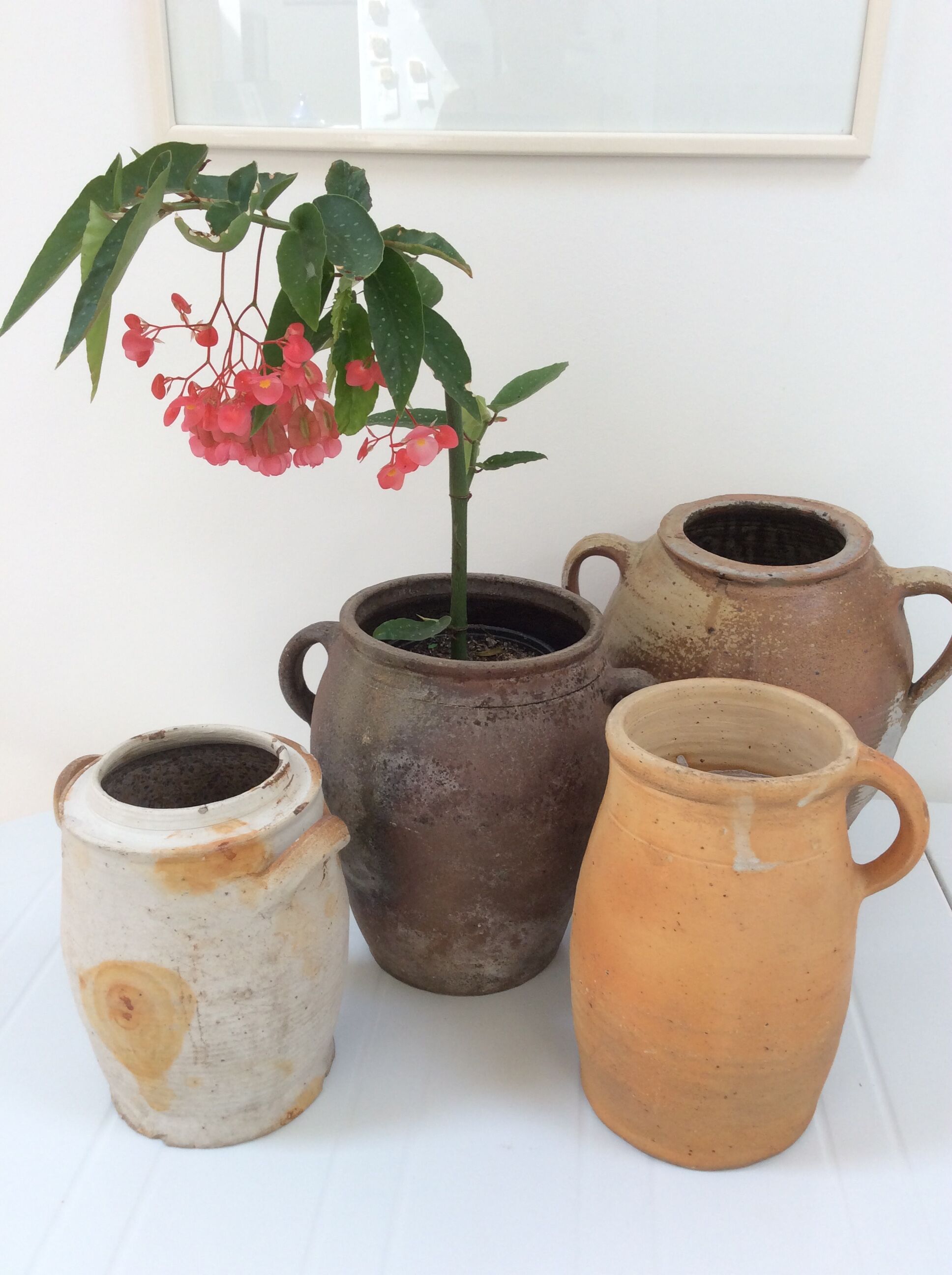 Old planter charentais ear