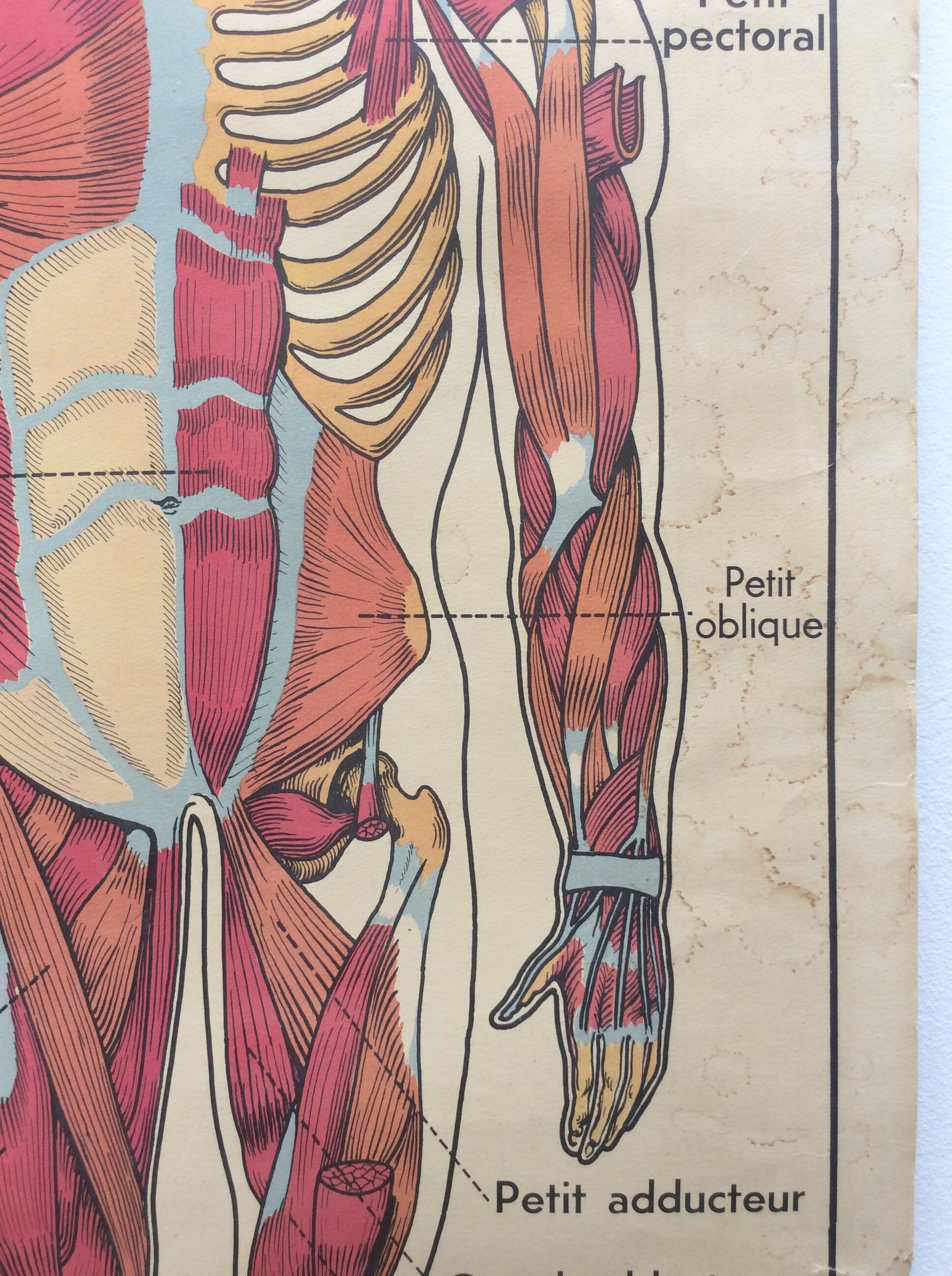 Displays anatomy muscles, human body