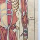 Displays anatomy muscles, human body
