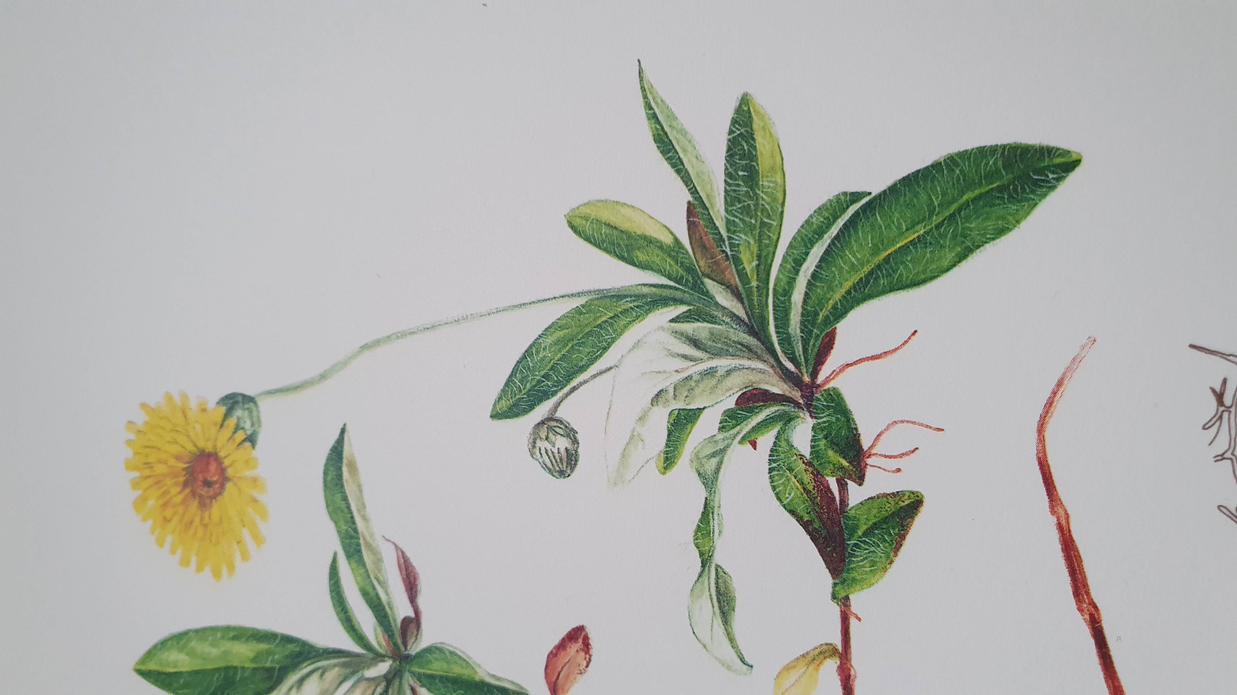 Set of 3 botanical plates "Yellow"- LPR22051B