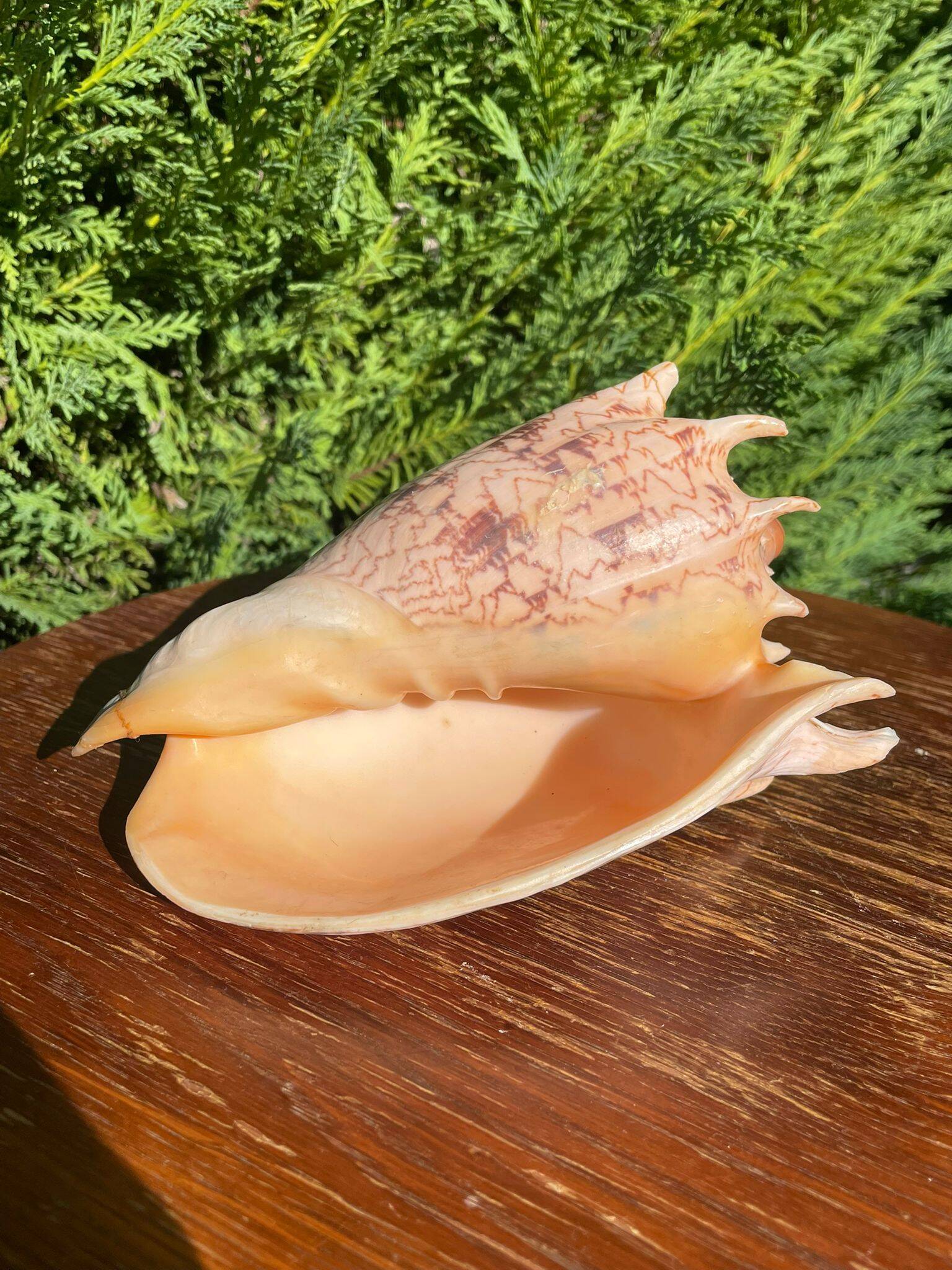 Large seashell: Imperial volute / Cymbiola imperialis